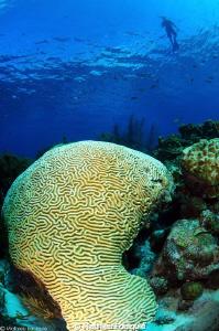 snorkeling_Los Roques by Mathieu Foulquié 